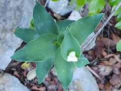 Tradescantia brevifolia