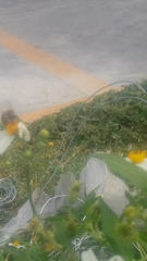Bidens