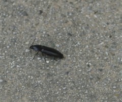 Melanactes densus