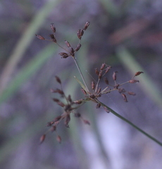 Fimbristylis thomsonii
