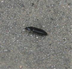 Melanactes densus