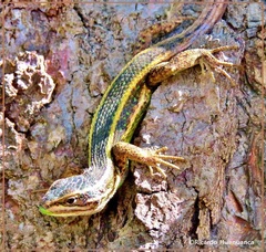 Liolaemus cyanogaster
