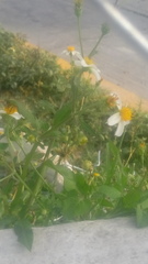 Bidens