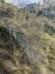 Ericameria nauseosa