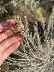 Ericameria nauseosa