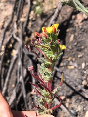 Camissoniopsis intermedia