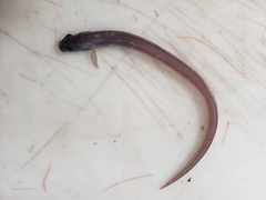 Common Wolf Eel photo 2