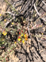 Camissoniopsis intermedia