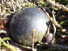 Codium pomoides