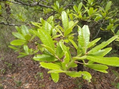 Quercus crispipilis