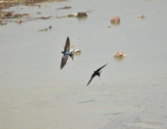 Hirundo rustica