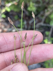 Eleocharis occulta