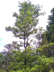 Quercus crispipilis