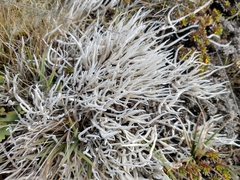 Thamnolia vermicularis vermicularis