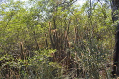 Cleistocactus baumannii