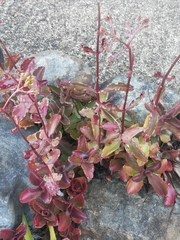 Kalanchoe sexangularis