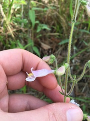 Penstemon australis