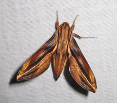Xylophanes pyrrhus