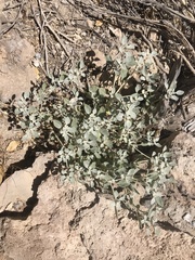 Tidestromia suffruticosa