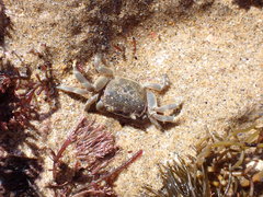Paragrapsus quadridentatus