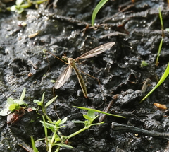 Tipula eluta