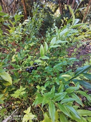 Sarcococca hookeriana