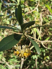 Edgeworthia gardneri