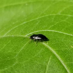 Slaterocoris