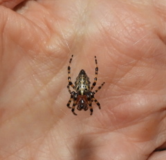 Alpaida alticeps