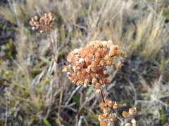 Achillea millefolium
