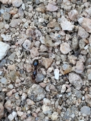 Formicidae