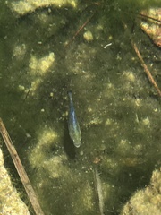 Cyprinodon nevadensis mionectes