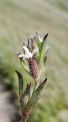 Silene gallica