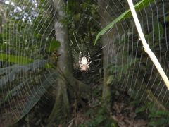 Alpaida alticeps
