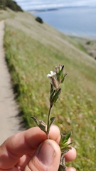 Silene gallica