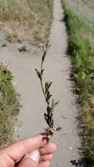 Silene gallica