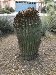 Ferocactus wislizeni