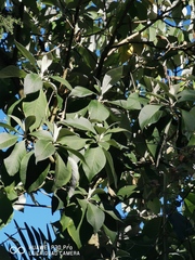 Leucosceptrum canum