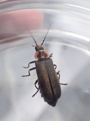 Atalantycha dentigera