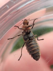 Atalantycha dentigera