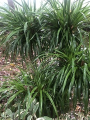 Pandanaceae