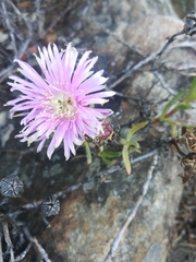 Lampranthus immelmaniae