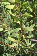 Persoonia lanceolata