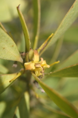 Persoonia lanceolata
