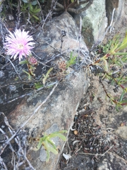Lampranthus immelmaniae