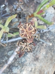 Lampranthus immelmaniae