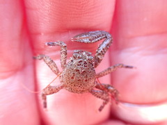 Petrocheles australiensis