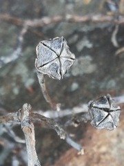 Lampranthus immelmaniae