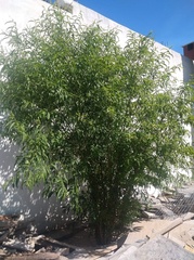 Amygdalus