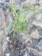 Lampranthus immelmaniae